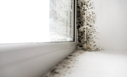 water damage at window openings causing mold